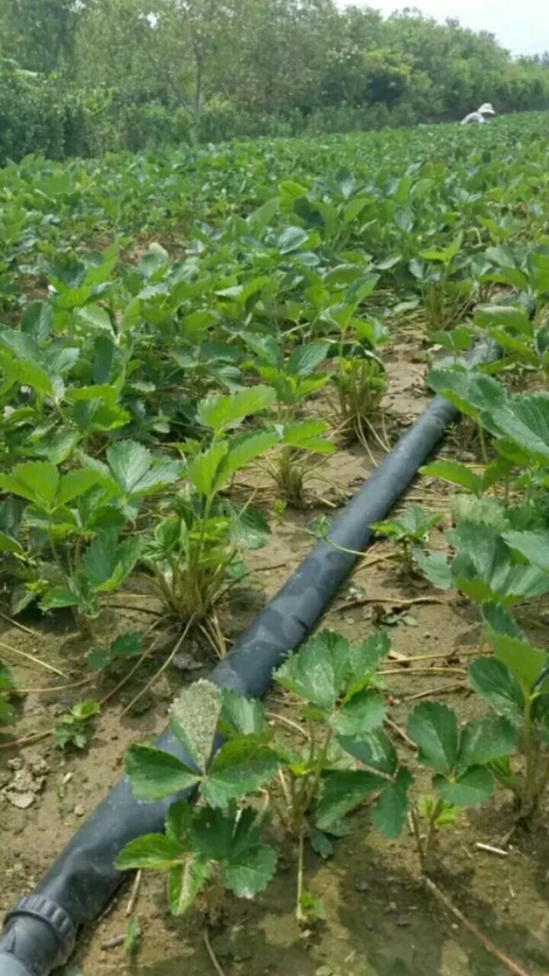 草莓苗，法兰地草莓苗，大棚栽植草莓苗，老品种高产量