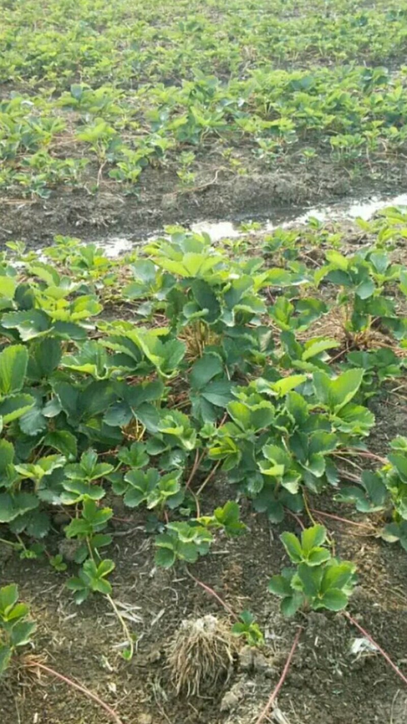 草莓苗，甜宝草莓苗，章姬草莓苗货真价实，签合同包品种