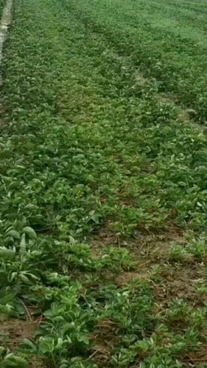草莓苗，甜宝草莓苗，章姬草莓苗货真价实，签合同包品种