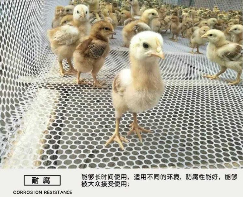 鸡鸭鹅漏粪网脚踏网苗床网塑料垫网胶网平网养殖网