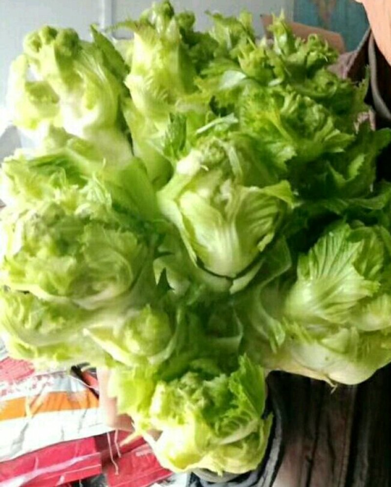 儿菜，万亩急售
