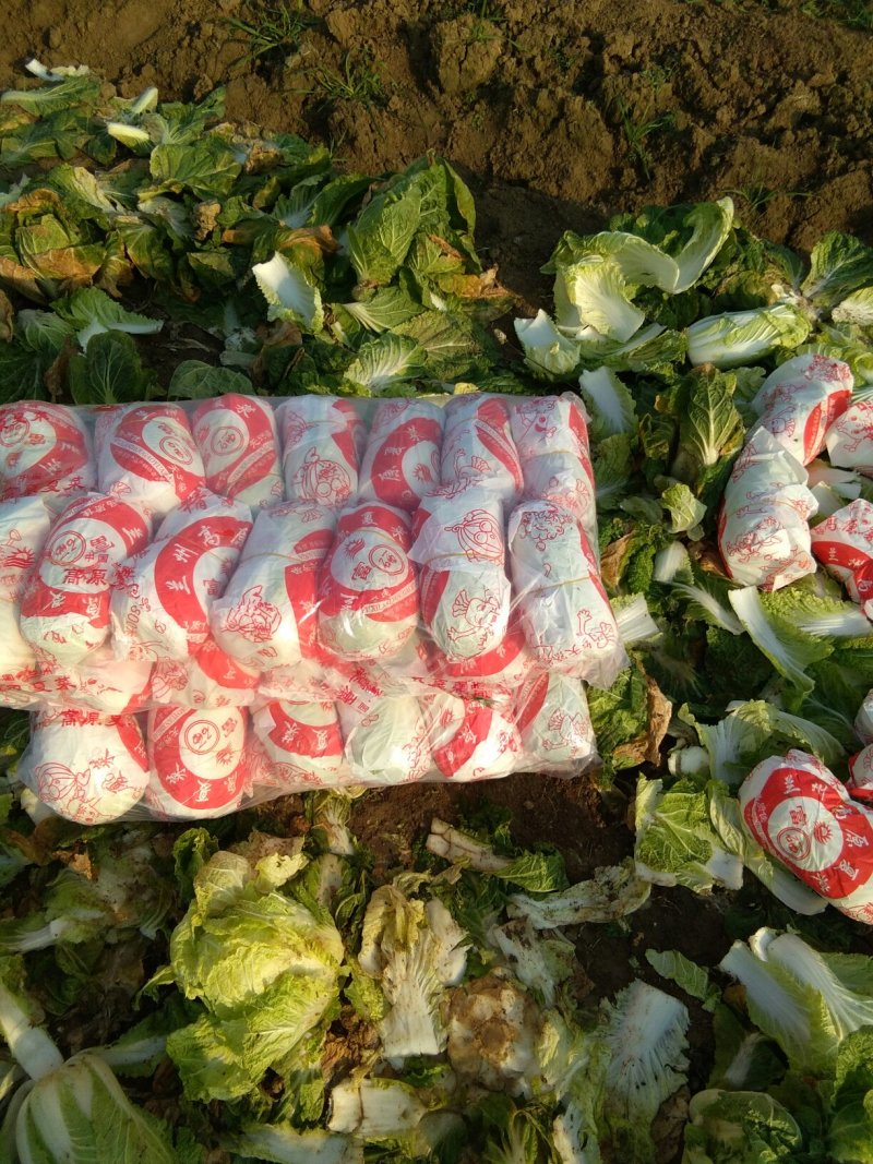 娃桂菜