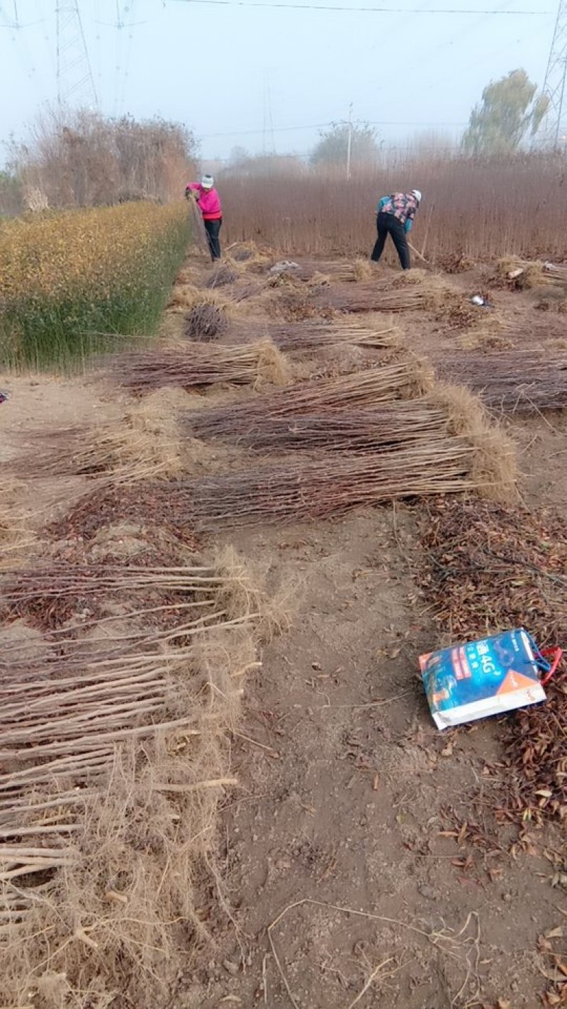泰山大红袍花椒苗，1年苗，成活率高，规格齐全，价格优惠