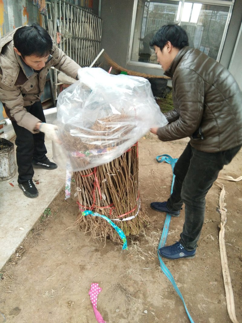 恐龙蛋李子苗，李子苗，李子树苗，适合昼夜温差大的地方栽植