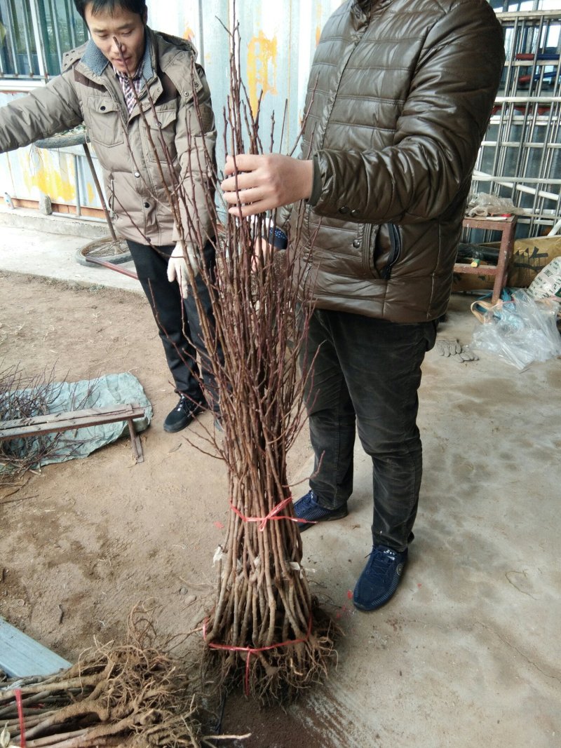 恐龙蛋李子苗，李子苗，李子树苗，适合昼夜温差大的地方栽植