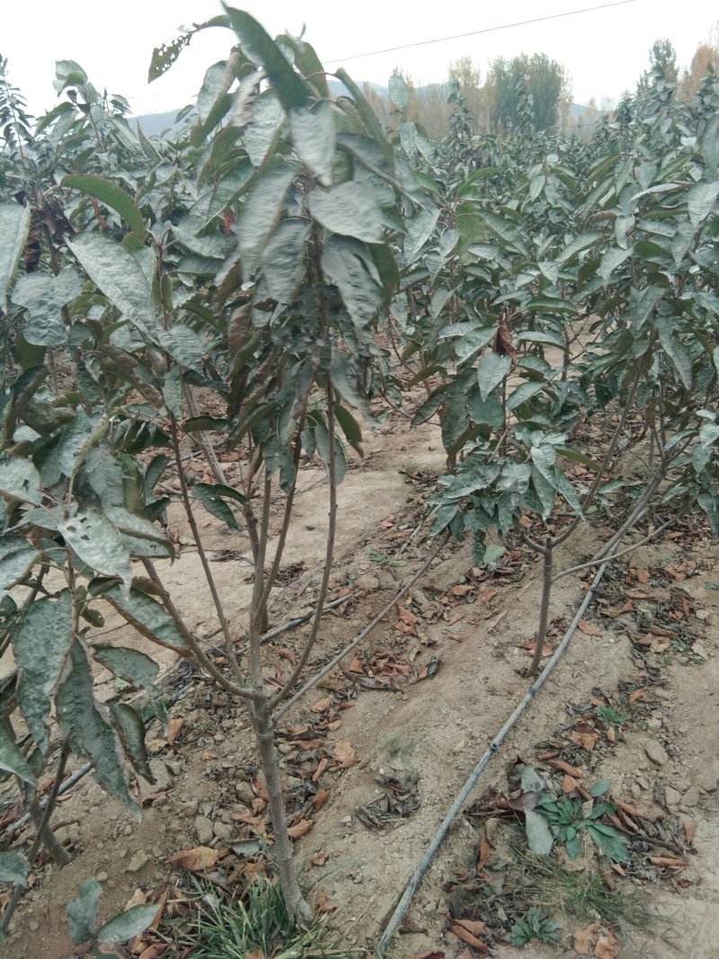 大规格矮化樱桃树，已经结果的樱桃树，适合大棚栽植的樱桃树