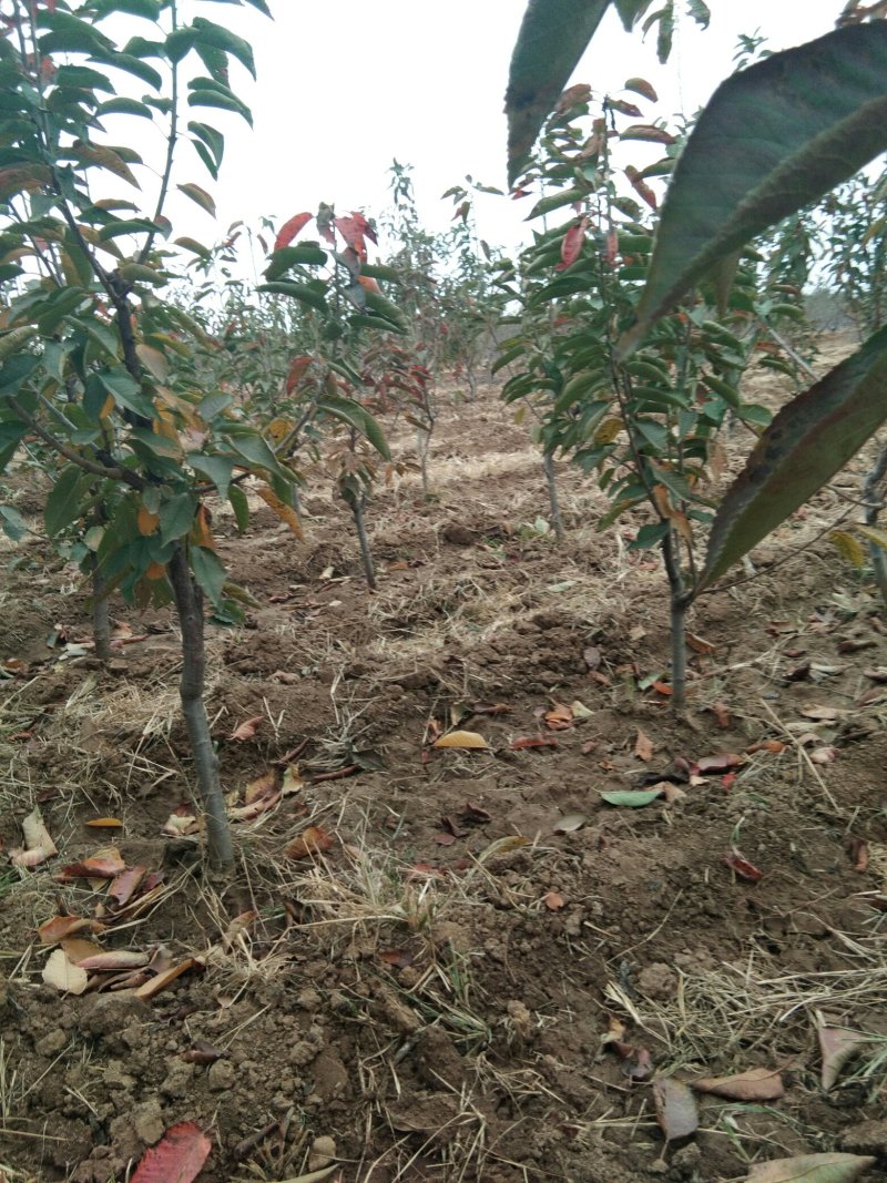 大规格矮化樱桃树，已经结果的樱桃树，适合大棚栽植的樱桃树