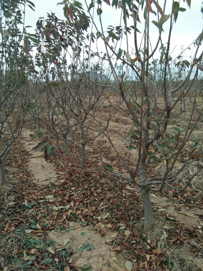 大规格矮化樱桃树，已经结果的樱桃树，适合大棚栽植的樱桃树