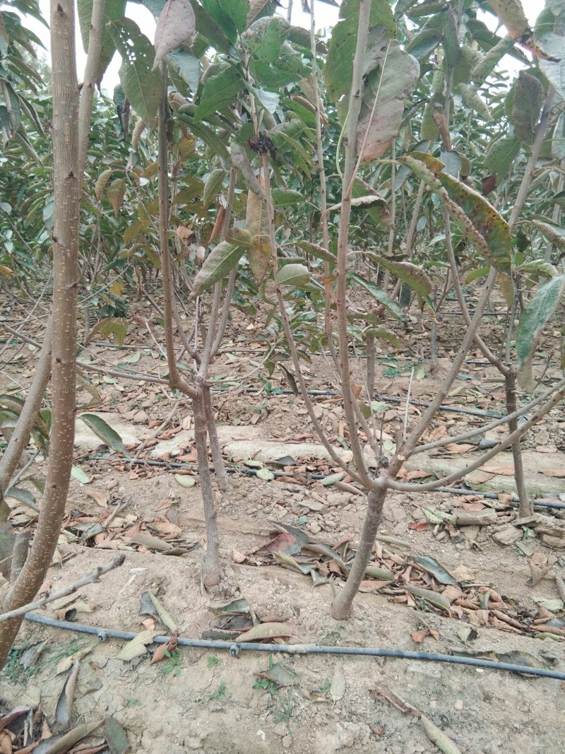 大规格矮化樱桃树，已经结果的樱桃树，适合大棚栽植的樱桃树
