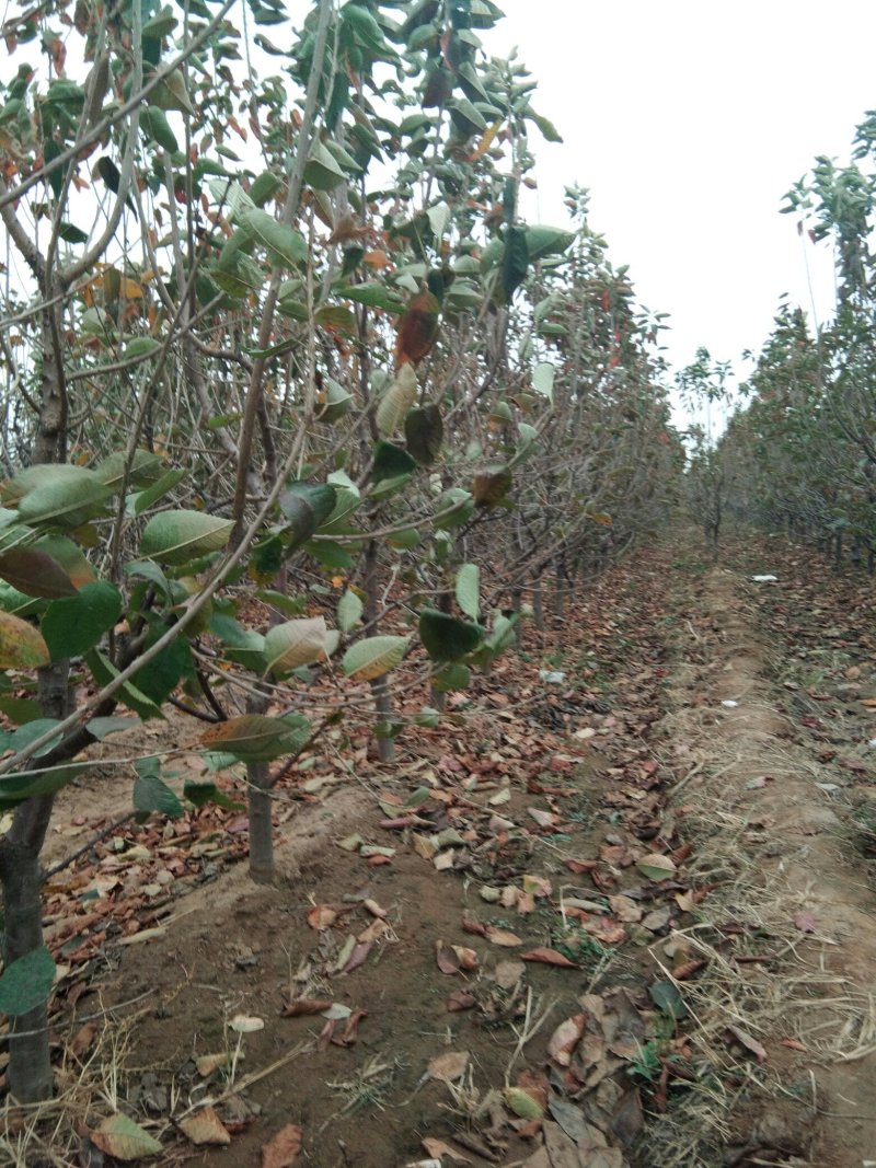 大规格矮化樱桃树，已经结果的樱桃树，适合大棚栽植的樱桃树