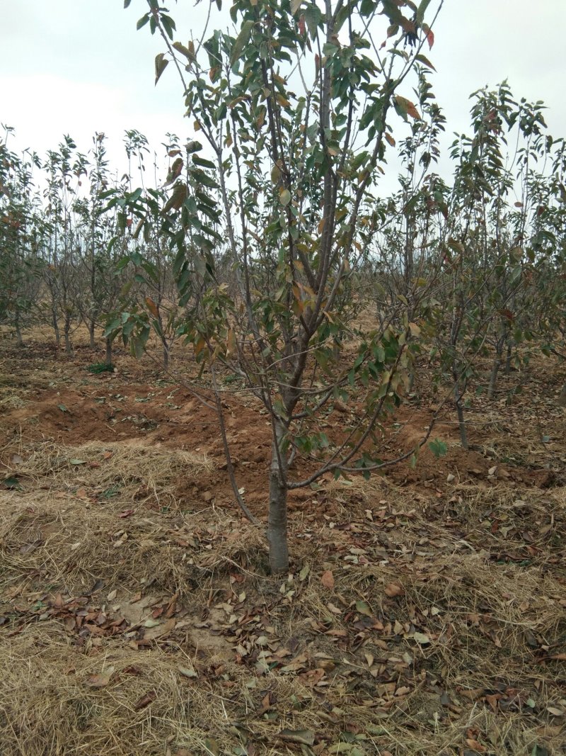 大规格矮化樱桃树，已经结果的樱桃树，适合大棚栽植的樱桃树