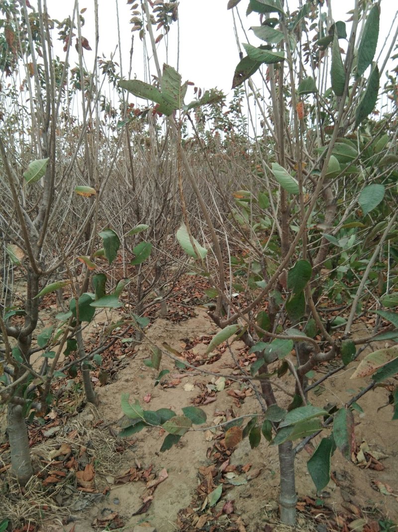 大规格矮化樱桃树，已经结果的樱桃树，适合大棚栽植的樱桃树