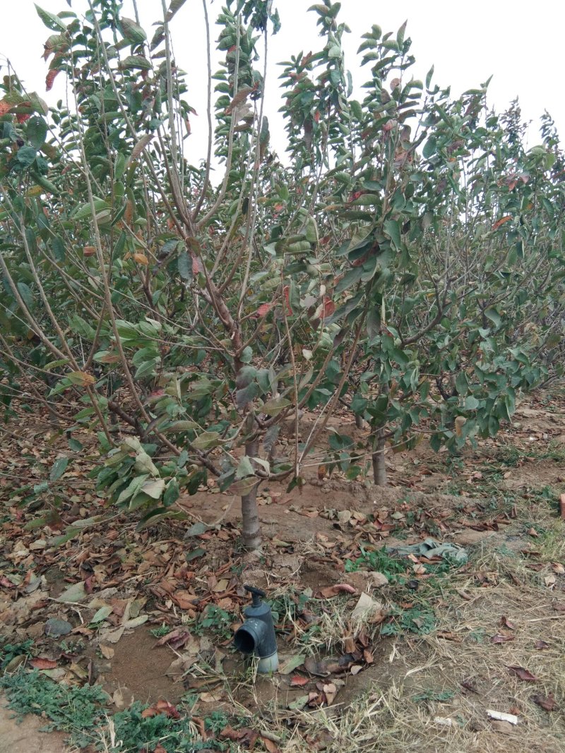 大规格矮化樱桃树，已经结果的樱桃树，适合大棚栽植的樱桃树
