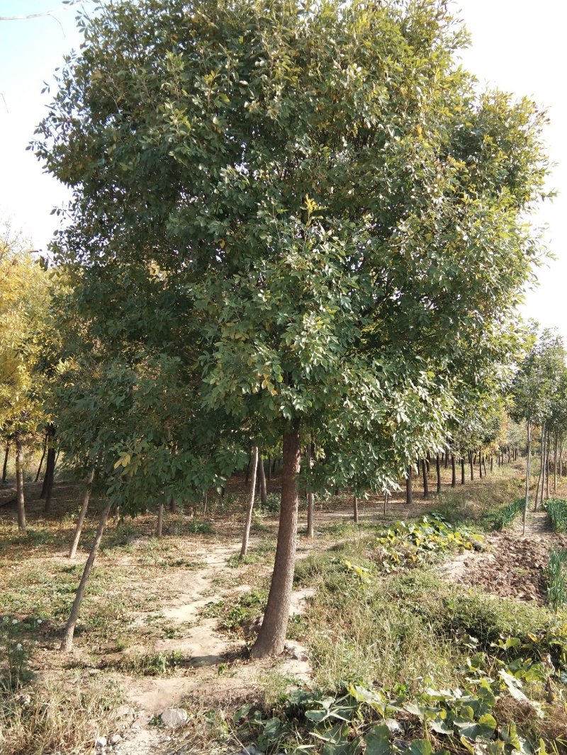大量批发白蜡树