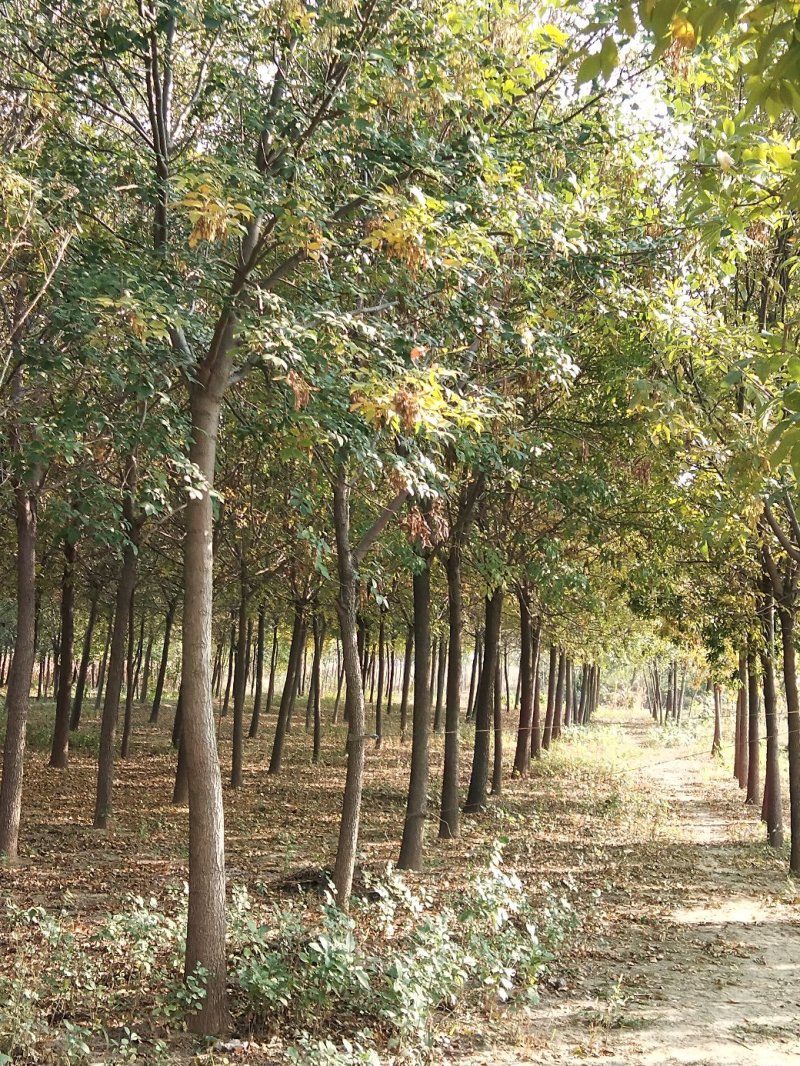 大量批发白蜡树