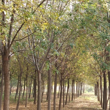 大量批发白蜡树