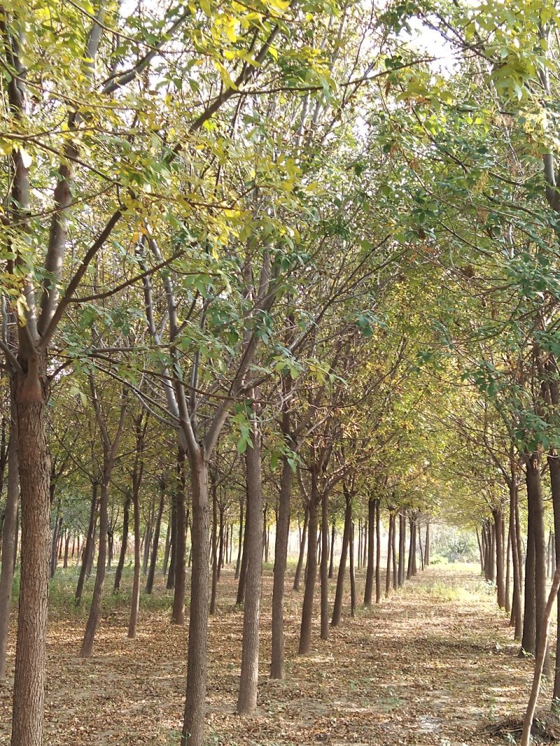 大量批发白蜡树
