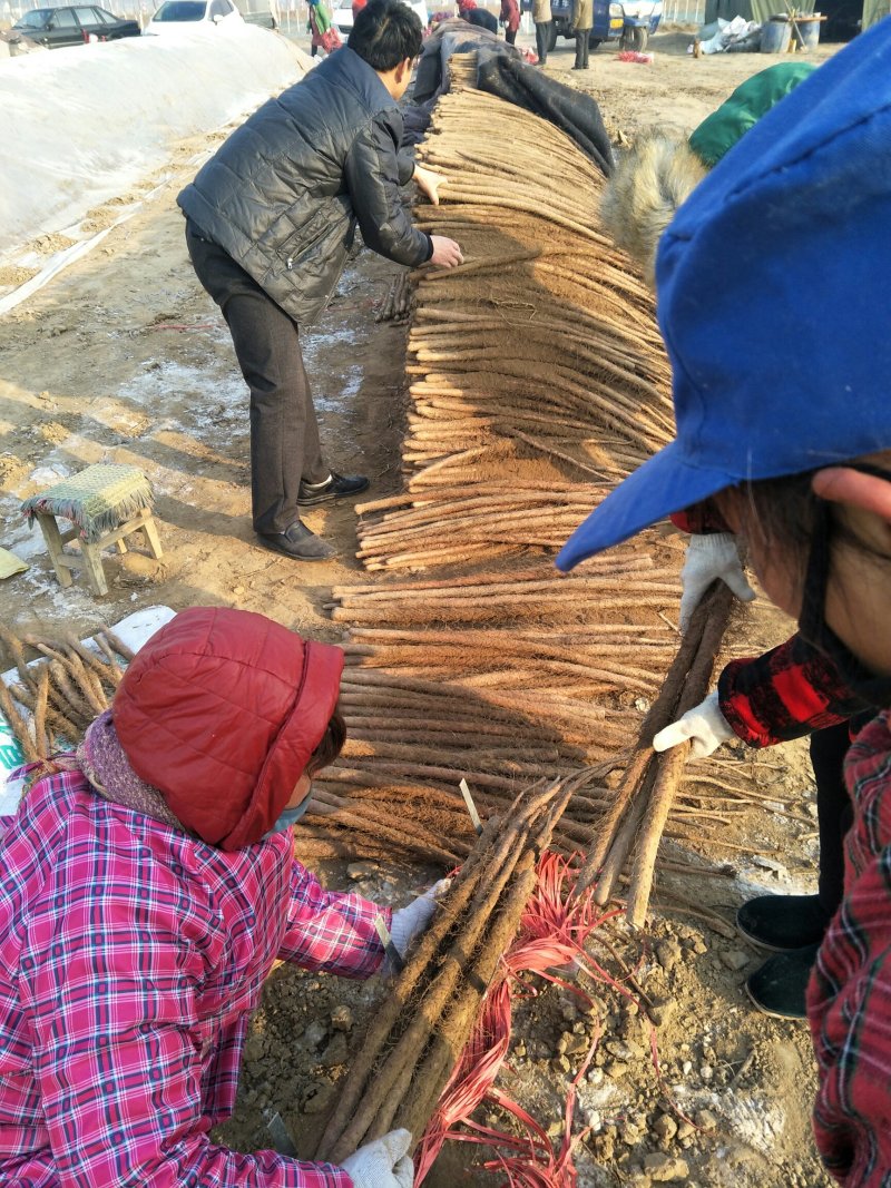 清丰铁棍山药