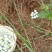 散养土鸡蛋特价限量包邮