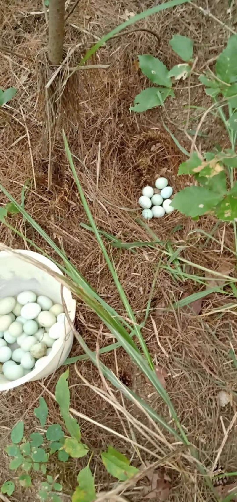 散养土鸡蛋特价限量包邮