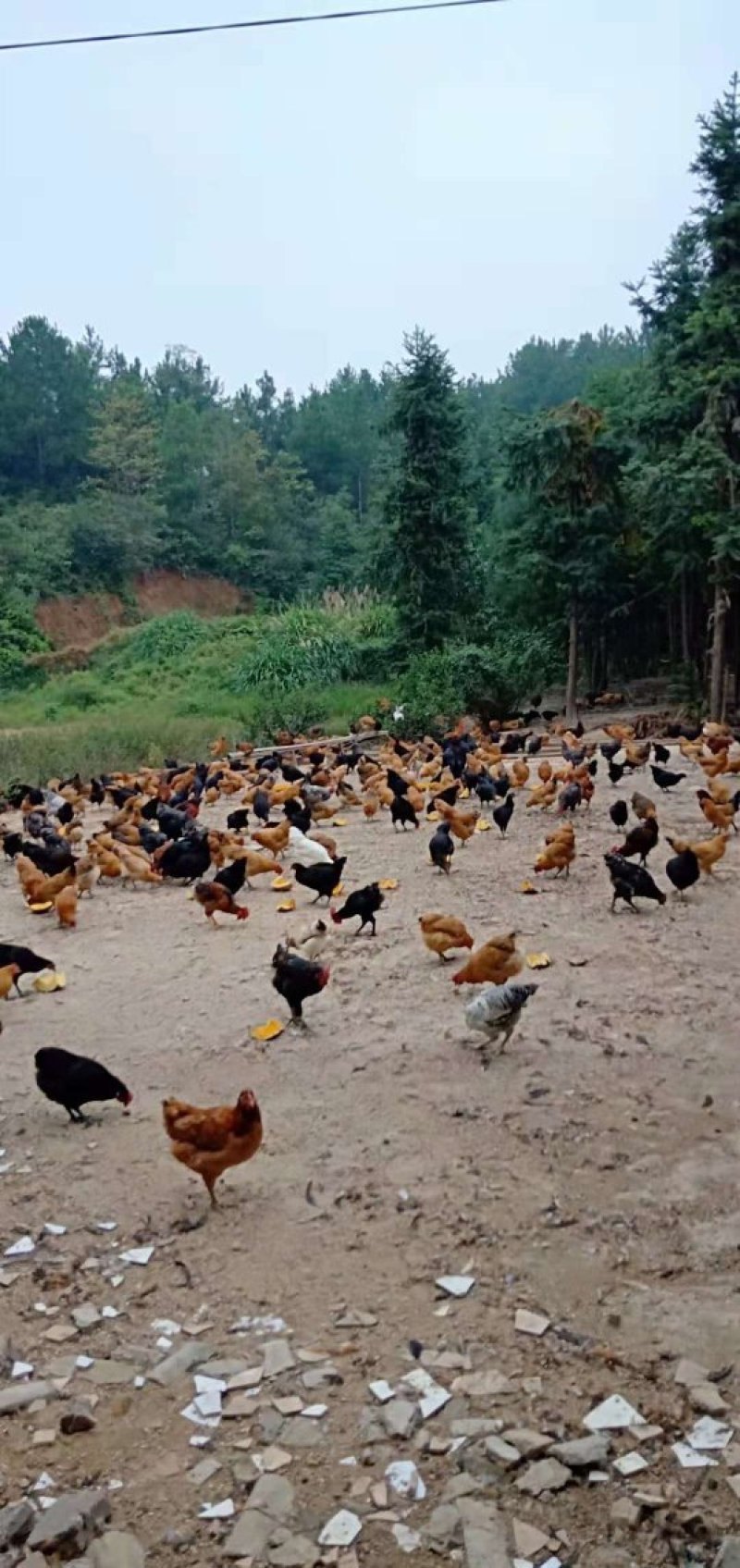 散养土鸡蛋特价限量包邮