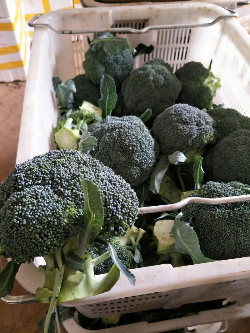 西兰花分拣规格产地直供