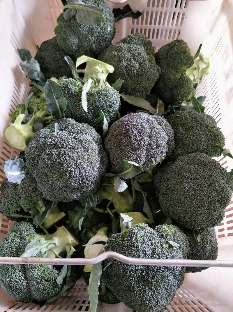 西兰花分拣规格产地直供