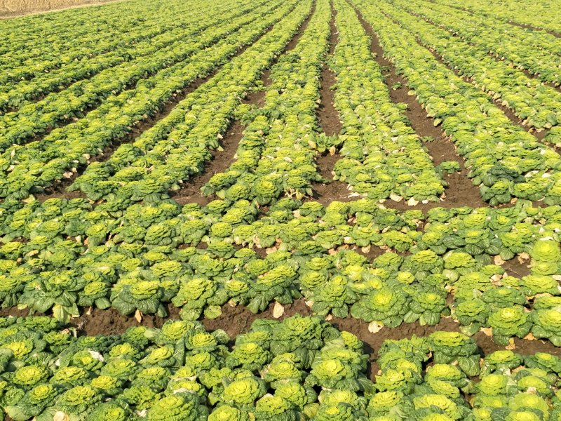 黄心菜（乌菜）大量上市矮棵品质好量大价格美丽