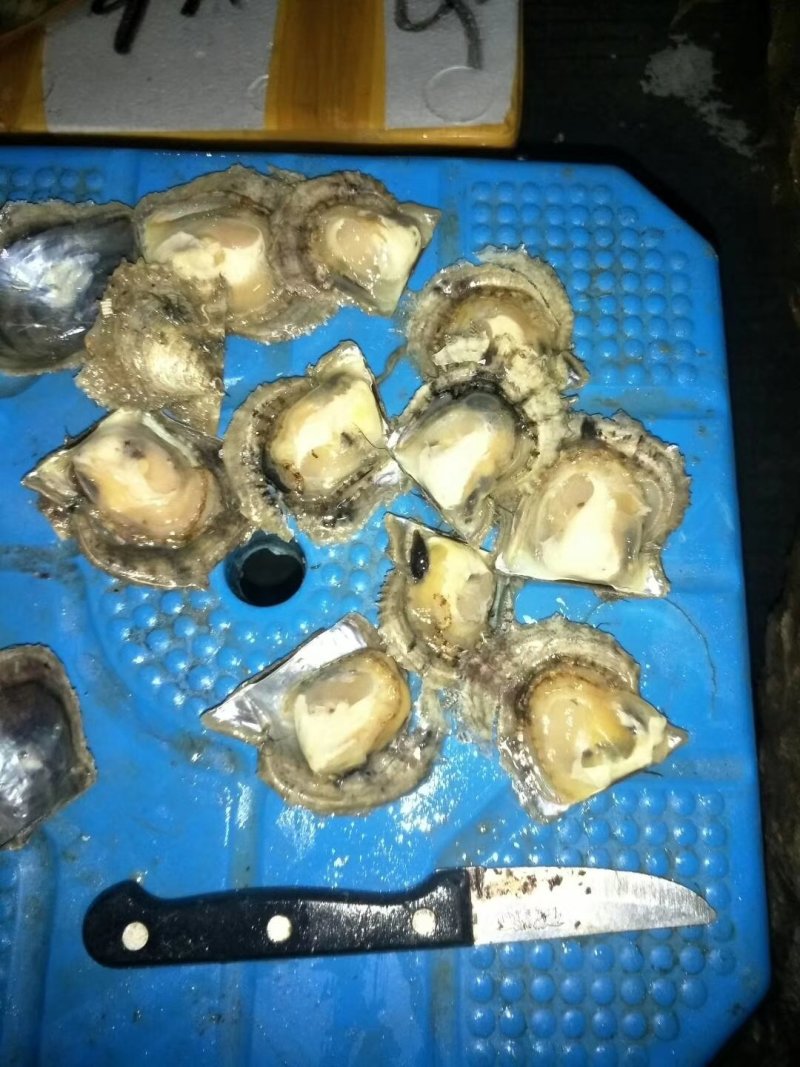 珍珠螺