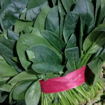 菠菜