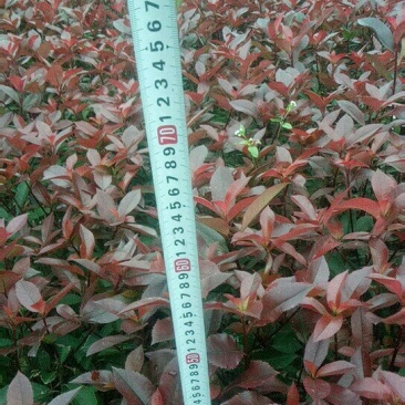 红叶石楠