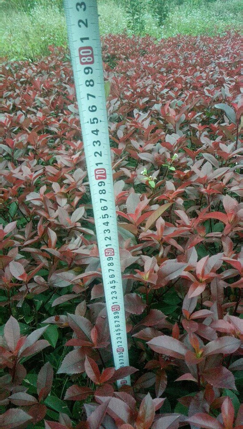 红叶石楠