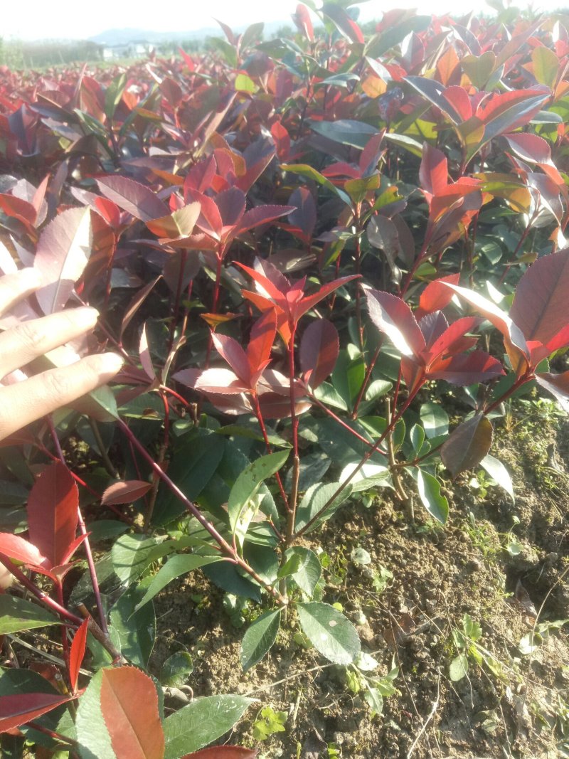 红叶石楠
