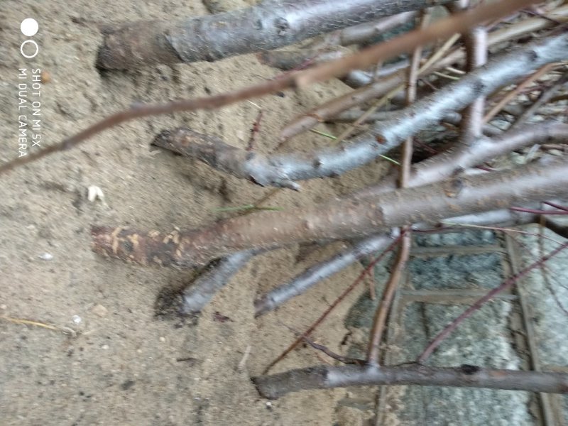 各种优良桃树占地苗