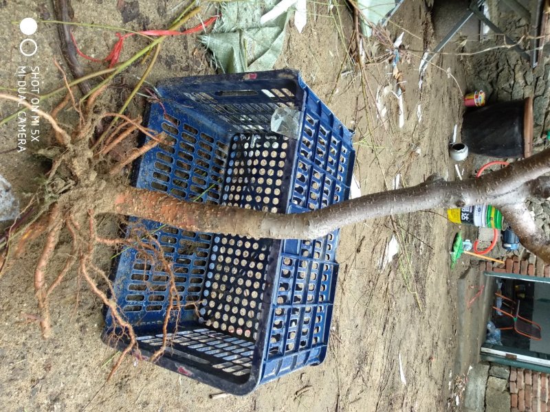各种优良桃树占地苗
