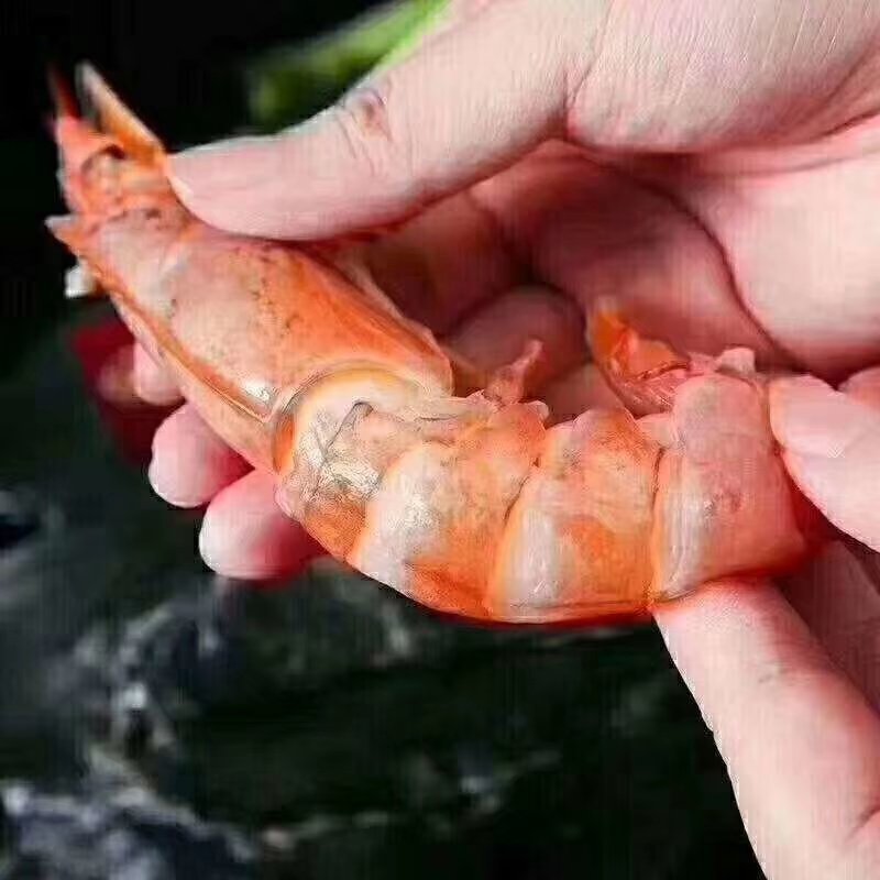 阿根廷红虾
