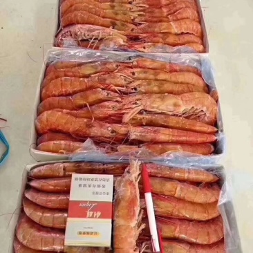 阿根廷红虾
