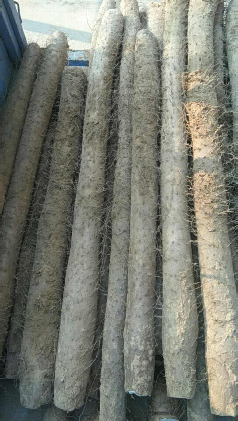 白玉手检走货中