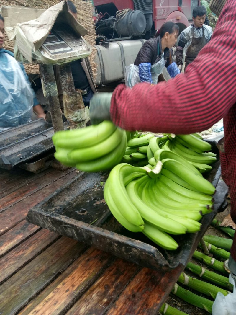 云南红河河口大户香蕉精品货干净清秀