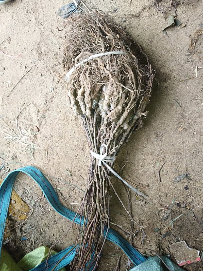 批发泰山一号猕猴桃树苗黄绿心猕猴桃苗