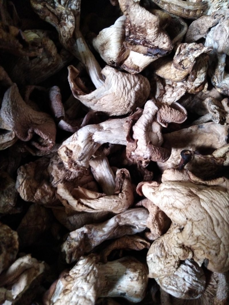 野生紫花脸蘑菇有现货1500斤需要的联系电话136348