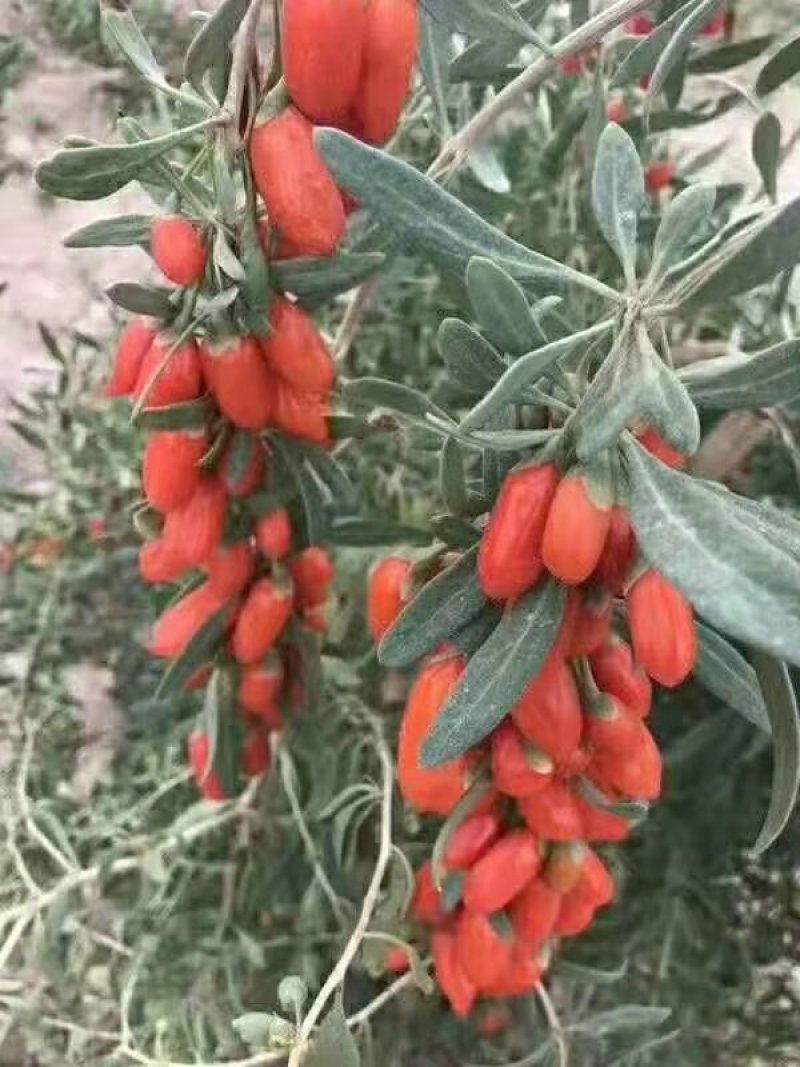 新疆精河枸杞