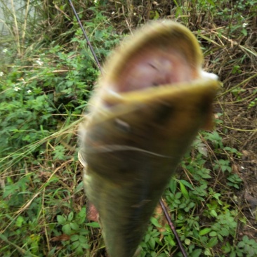 大口鲶鱼1一2斤