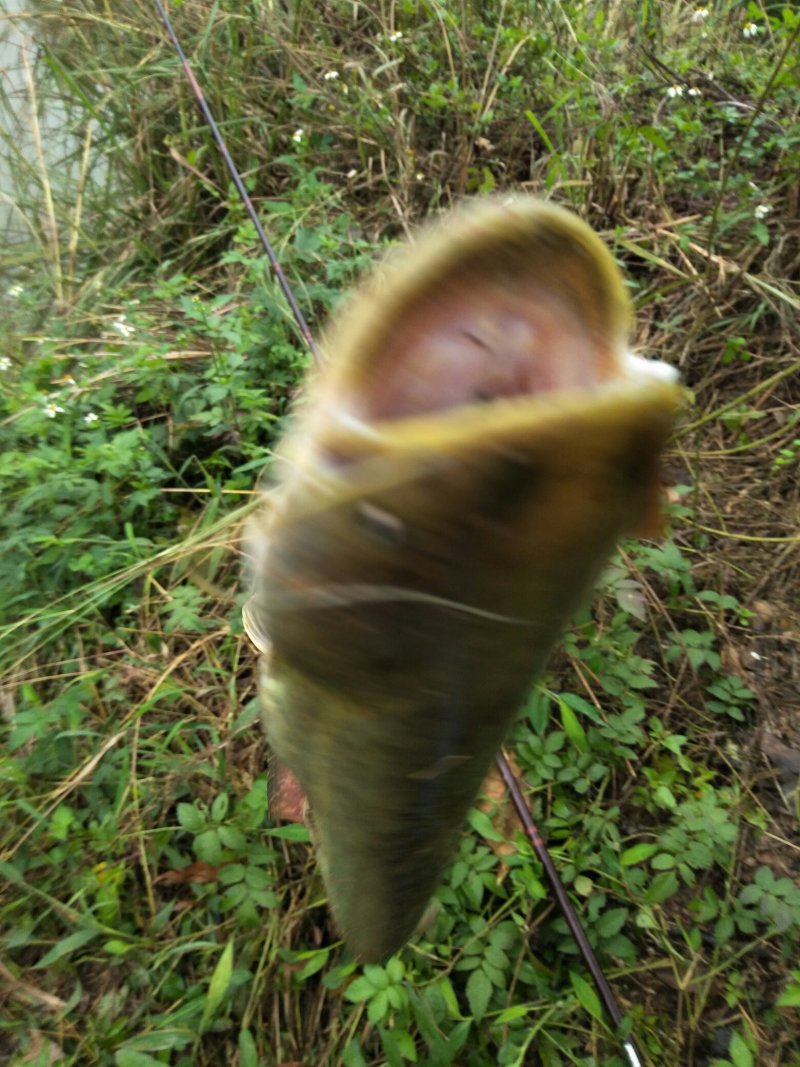 大口鲶鱼1一2斤