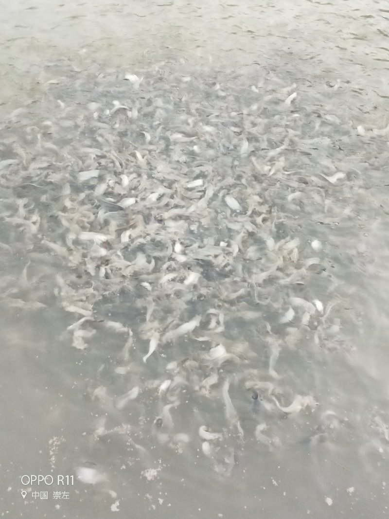 水产