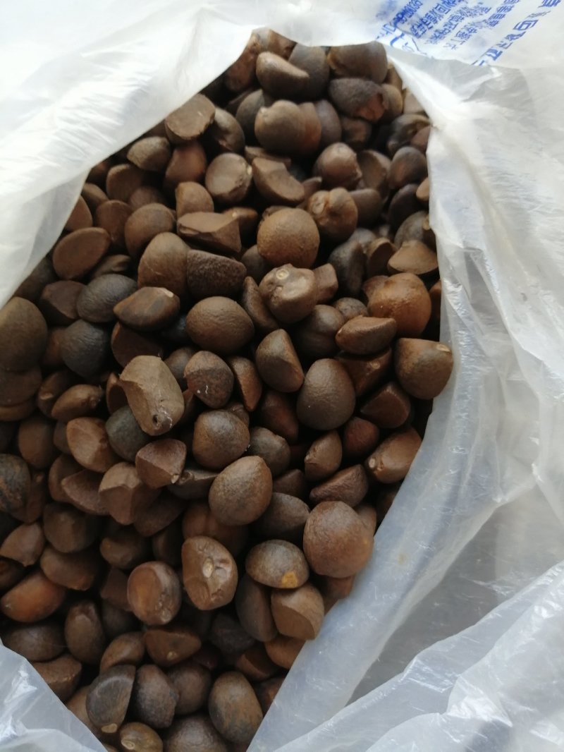 油茶籽都是霜降后的籽