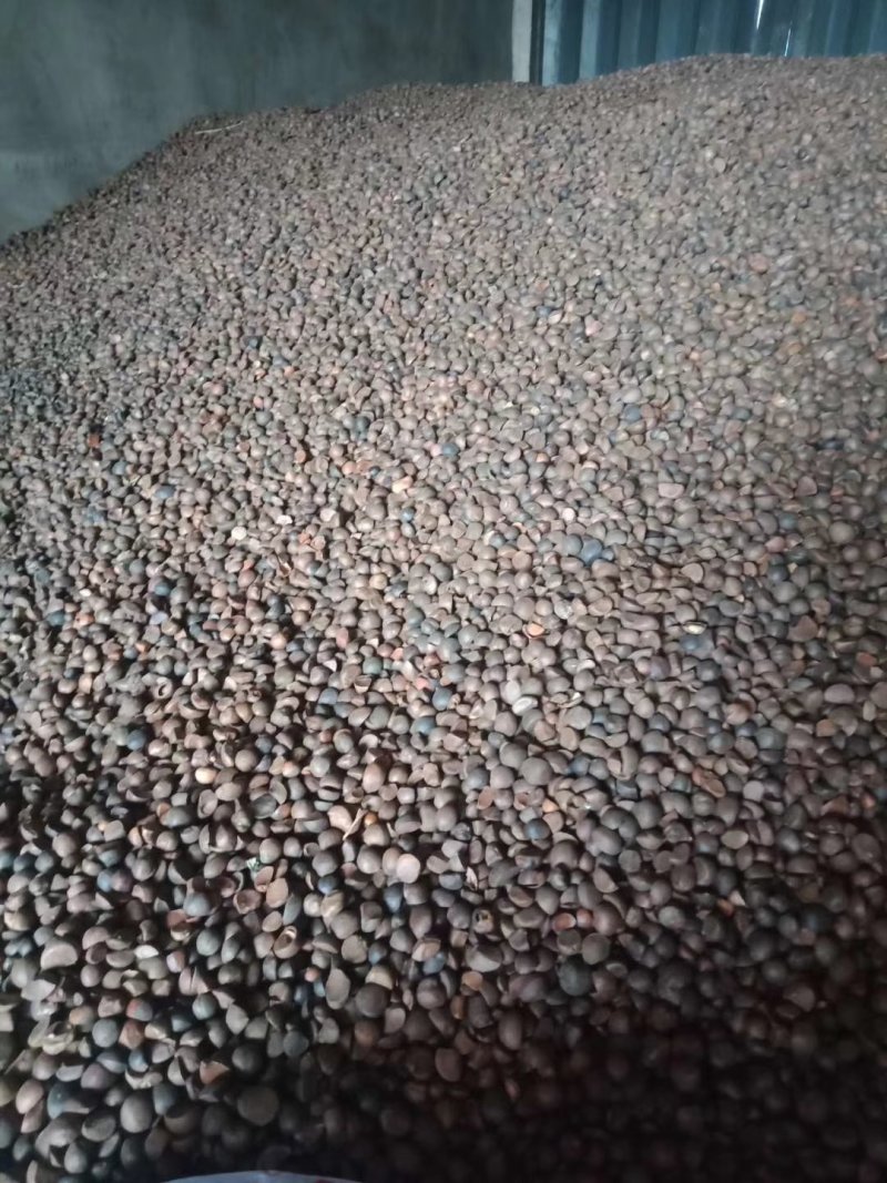 油茶籽都是霜降后的籽