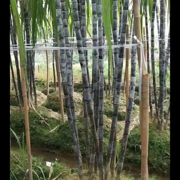 广西甘蔗，5~8公分，6到8斤重
