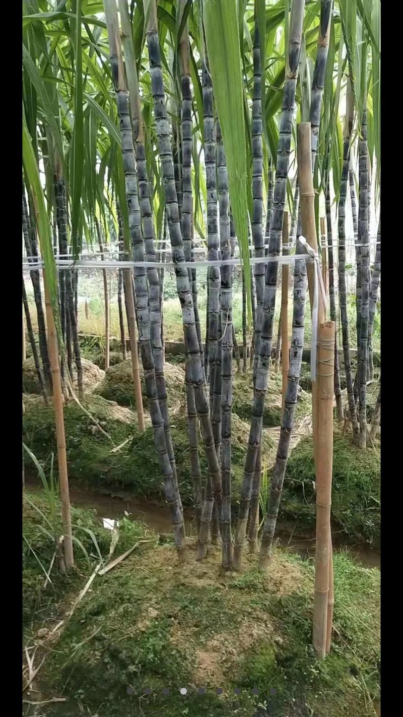 广西甘蔗，5~8公分，6到8斤重