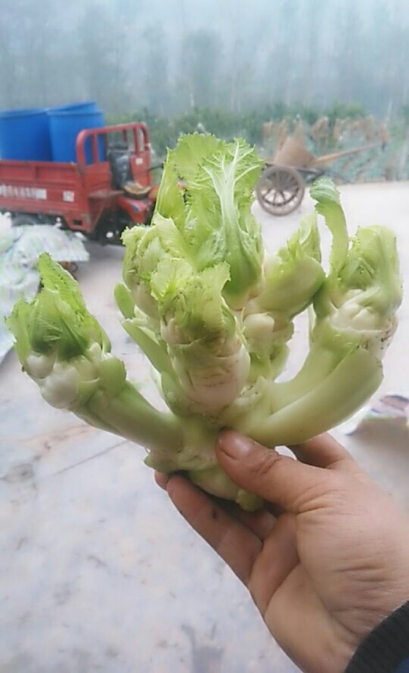 一百亩儿菜成熟了现在还有30亩了